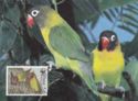 Black-cheeked Lovebird (Agapornis personata nigrigenis)