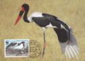 Saddle-billed Stork (Ephippiorhynchus senegalensis)