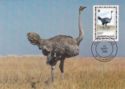 Ostrich (Struthio camelus)
