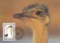 Ostrich (Struthio camelus)