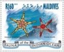 Double Star (Iconaster longimanus), Tiled Starfish (Fromia m