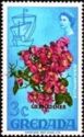 Bougainvillea - Overprinted