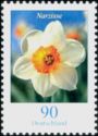 Narcissus (Narcissus poeticus)