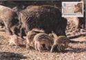 Wild Boar (Sus scrofa)