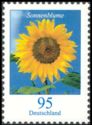 Sunflower (Helianthus annuus)