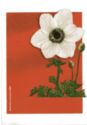 Anemone coronaria