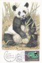 Giant Panda (Ailuropoda melanoleuca)