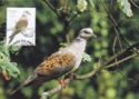 European Turtle Dove (Streptopelia turtur)