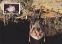 Mediterranean Horseshoe Bat (Rhinolophus euryale)