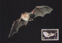 Mediterranean Horseshoe Bat (Rhinolophus euryale)