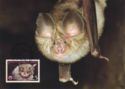 Mediterranean Horseshoe Bat (Rhinolophus euryale)