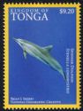 Spinner Dolphin  (Stenella longirostris)