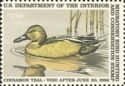Cinnamon teal (Anas cyanoptera)