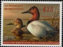 Canvasback (Aythya valisineria)