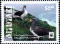 Chatham Albatross (Thalassarche eremita)