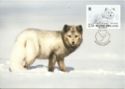 021. Arctic Fox (Vulpes lagopus)