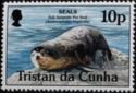 Subantarctic Fur Seal (Arctocephalus tropicalis)