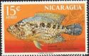 Cichlasoma nicaraguensis