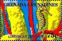 Longsnout seahorse (Hippocampus reidi)