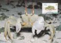 Horn-eyed ghost crab (Ocypode ceratophthalmus)