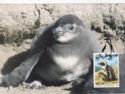 African Penguin (Spheniscus demersus)