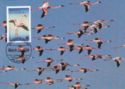 Lesser Flamingo (Phoeniconaias minor)