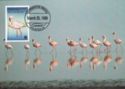 Lesser Flamingo (Phoeniconaias minor)