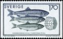 Age Determination - Atlantic Herring (Clupea harengus)