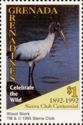 Wood stork (Mycteria americana)