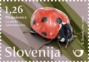 Seven-spot ladybird (Coccinella septempunctata)
