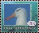 Black-browed Albatross (Thalassarche melanophris)