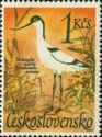 Pied Avocet (Recurvirostra avosetta)