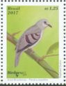 Purple-winged Ground-Dove (Claravis geoffroyi)