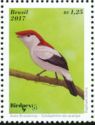 Araripe Manakin (Antilophia bokermanni)