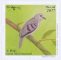 Purple-winged Ground-Dove (Claravis geoffroyi)