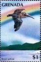 Brown Pelican (Pelecanus occidentalis)