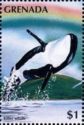 Killer Whale (Orcinus orca)