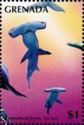 Hammerhead sharks, Sea lion