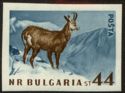 Alpine Chamois (Rupicapra rupicapra) - totally Imperforate