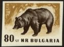 Brown Bear (Ursus arctos) - totally Imperforate