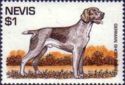 German Short-haired Pointer