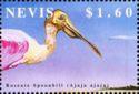 Roseate Spoonbill (Ajaja ajaja)