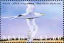 White-tailed tropicbird (Phaeton lepturus)