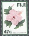 Hibiscus (Hibiscus rosa sinensis)