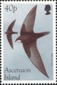 Common Swift (Apus apus)