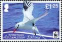 Red-billed Tropicbird (Phaethon aethereus)
