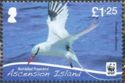 Red-billed Tropicbird (Phaethon aethereus)