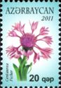 Centaurea Ficher