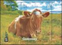 Golden Guernsey Cow (Bos primigenius taurus)