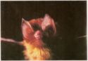 Mexican funnel-eared bat (Natalus stramineus)